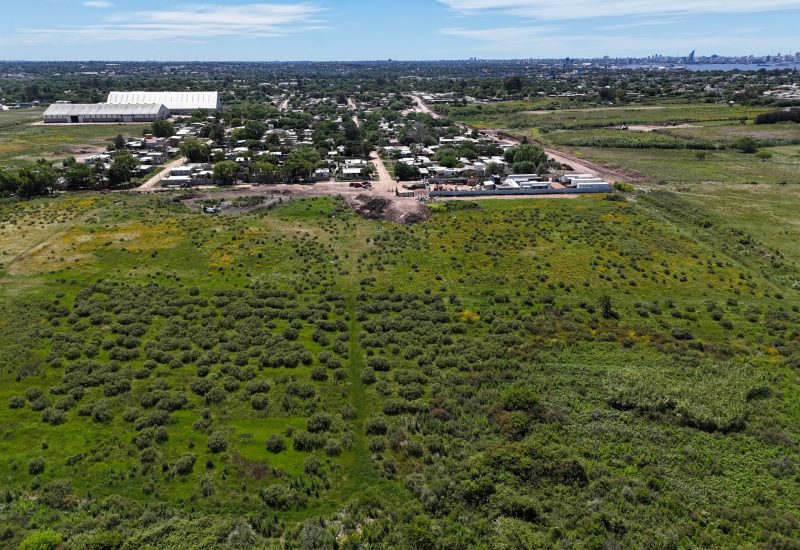 14,7 ha en bajo de la petisa